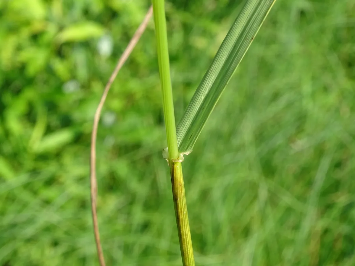 Meadow Fescue (Schedonorus pratensis)