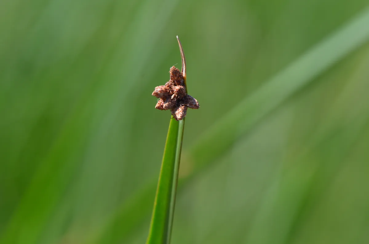 Schoenoplectus americanus