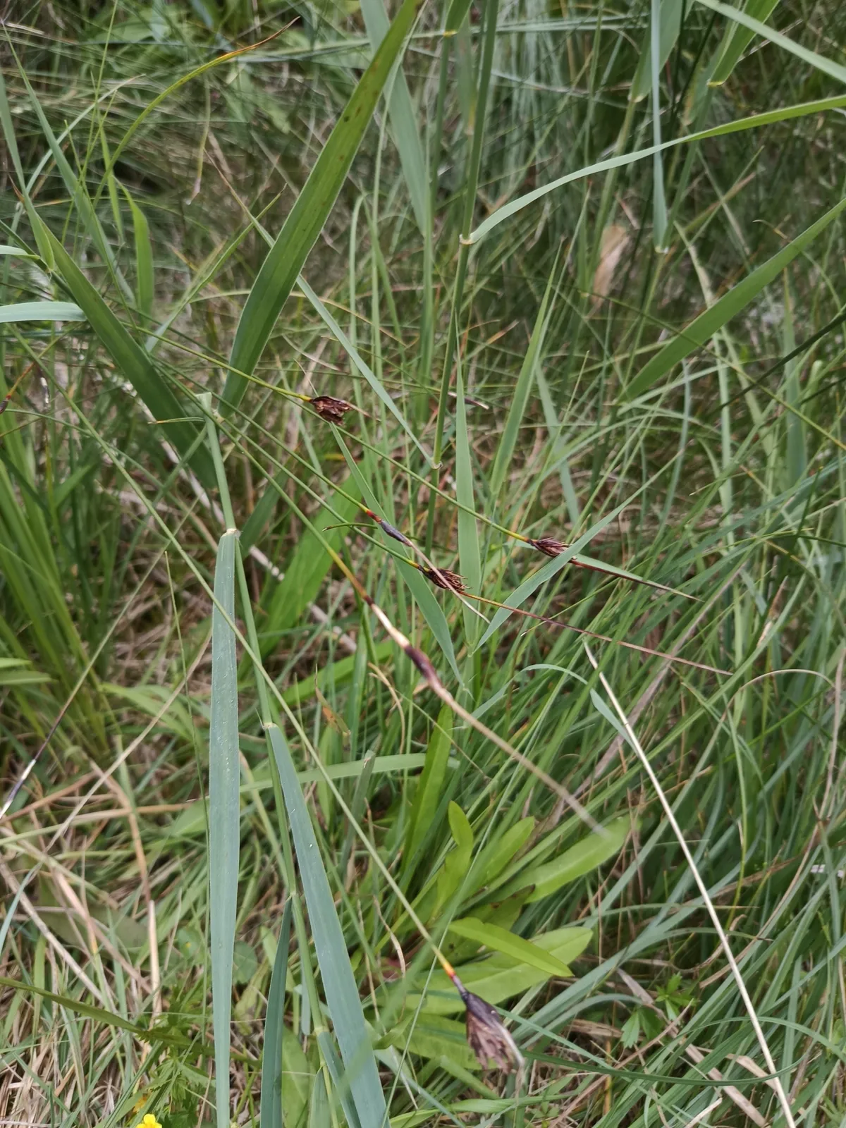 Black Bogrush (Schoenus nigricans)
