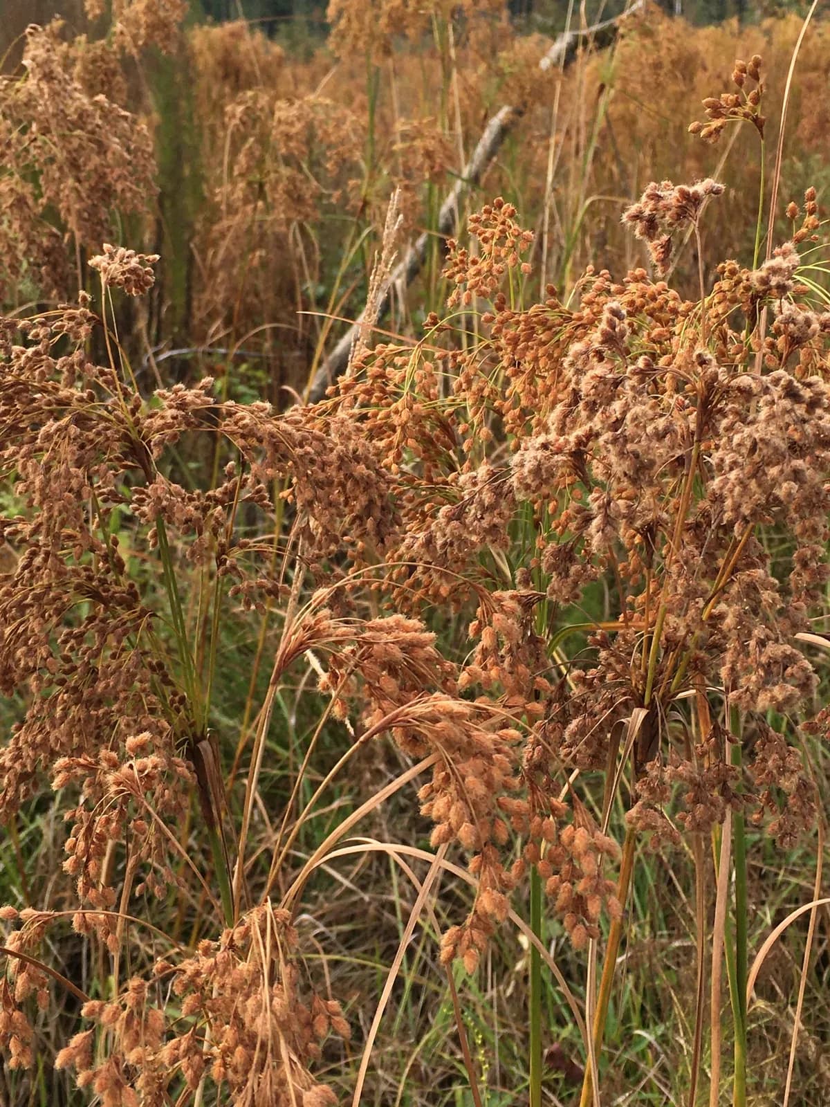 Woolgrass (Scirpus cyperinus)