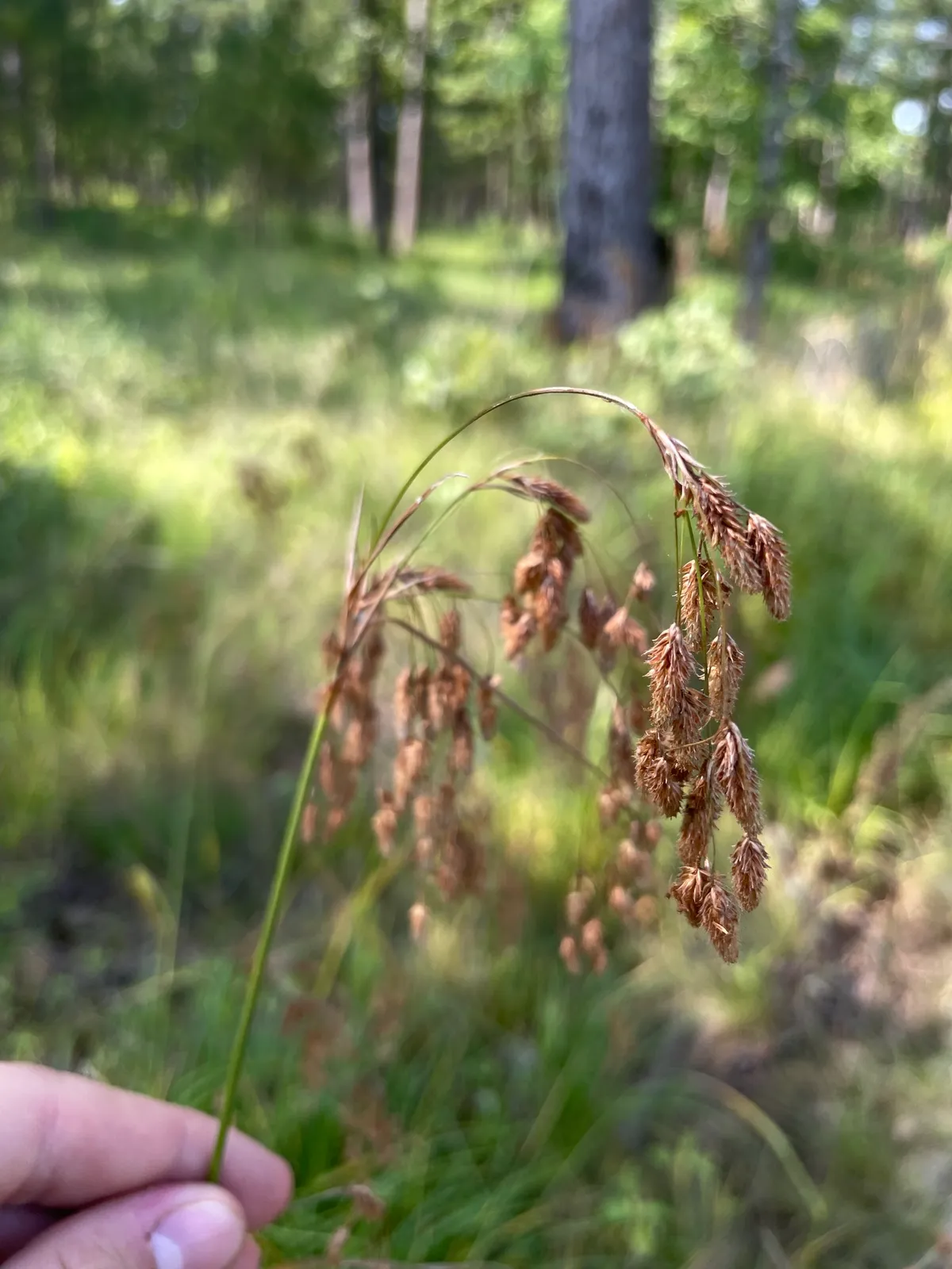 Drooping Bulrush (Scirpus lineatus)