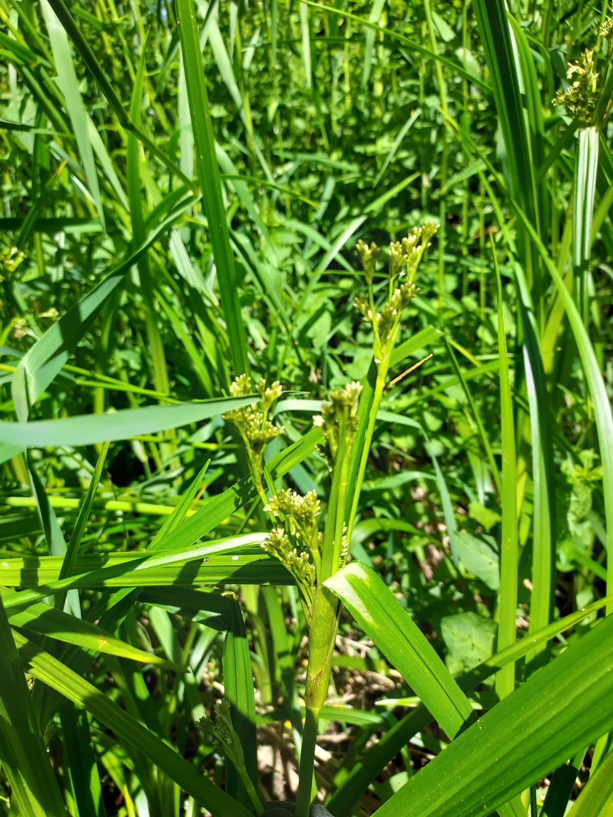 Panicled Bulrush (Scirpus microcarpus)