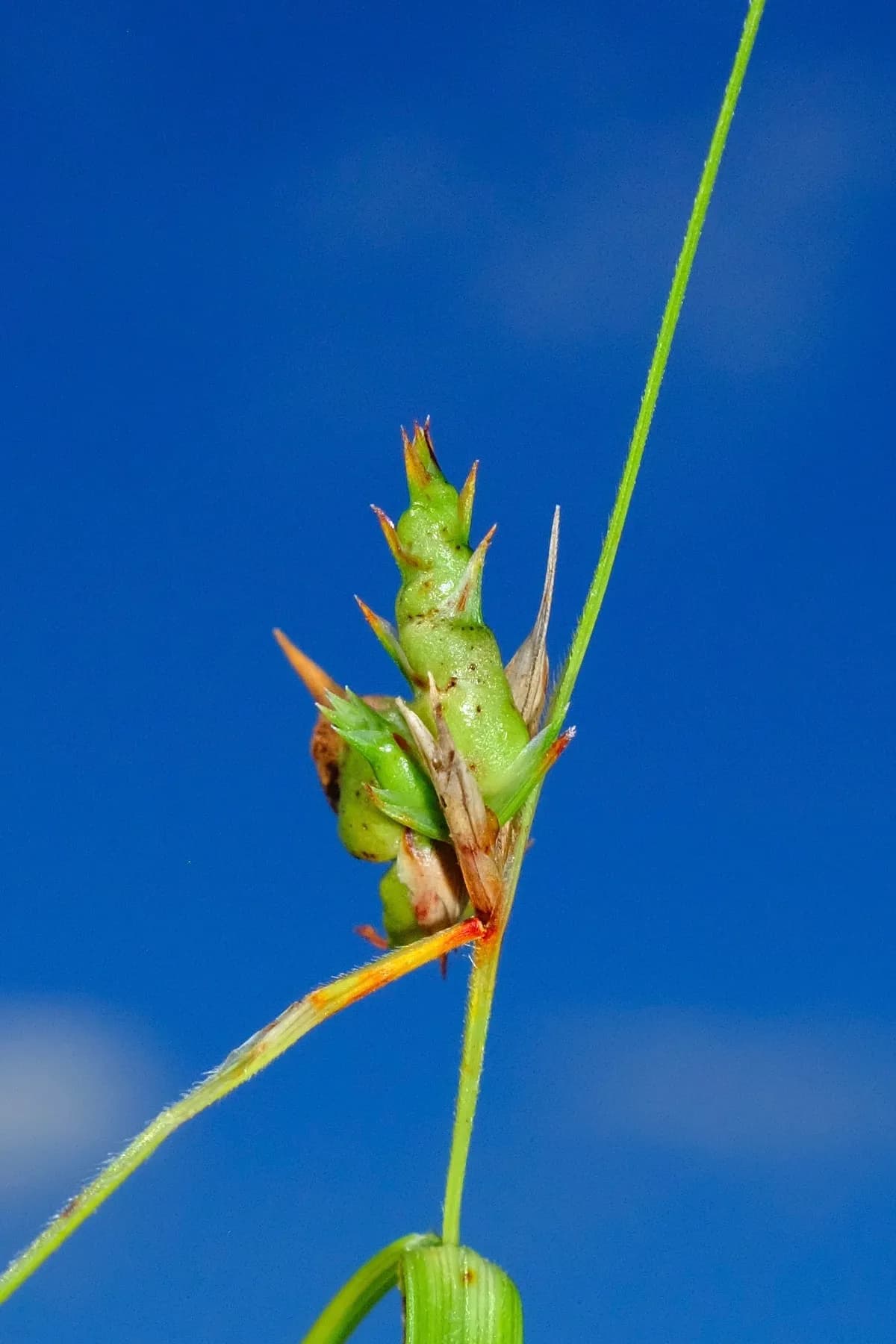 Fewflower Nutrush (Scleria pauciflora)