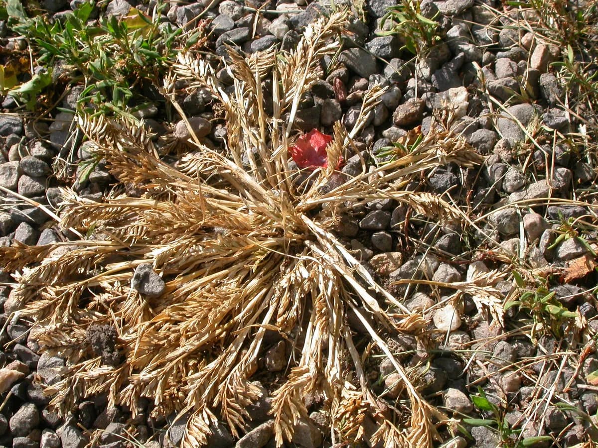 Common Hardgrass (Sclerochloa dura)