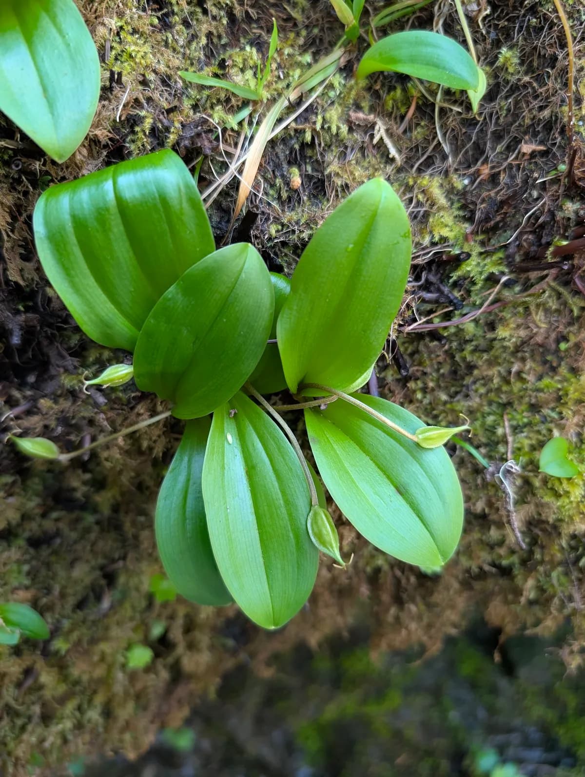 Oregon fetid adderstongue (Scoliopus hallii)