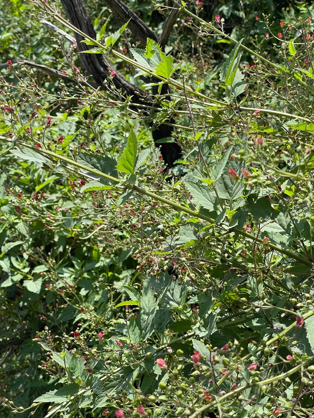 California Figwort (Scrophularia californica)