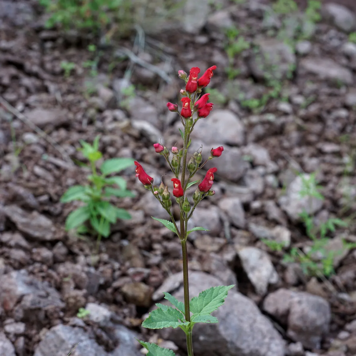 Red birds in a tree (Scrophularia macrantha)