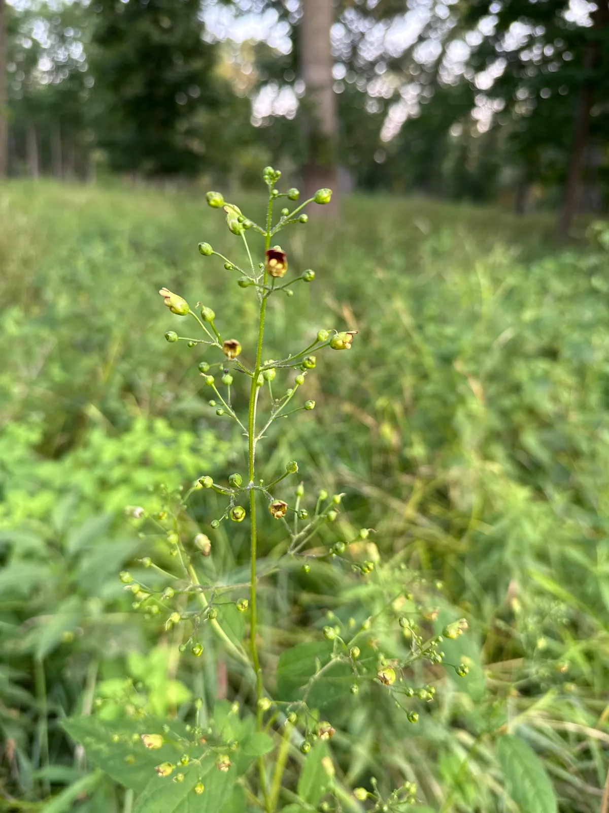 Figwort (Scrophularia marilandica)