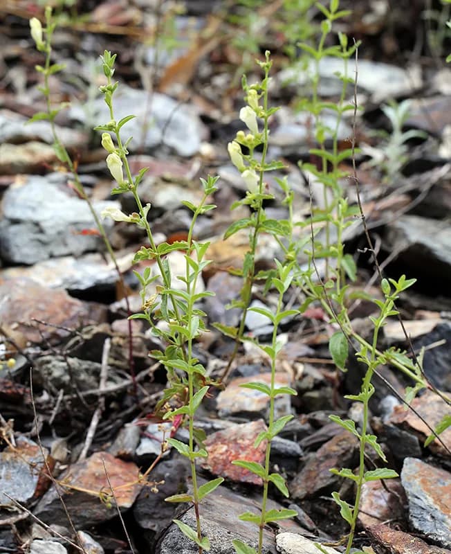 California skullcap (Scutellaria californica)