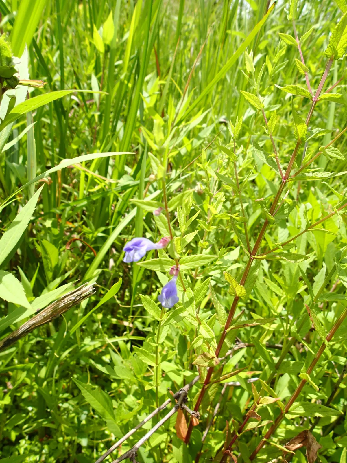Marsh Scullcap (Scutellaria galericulata)