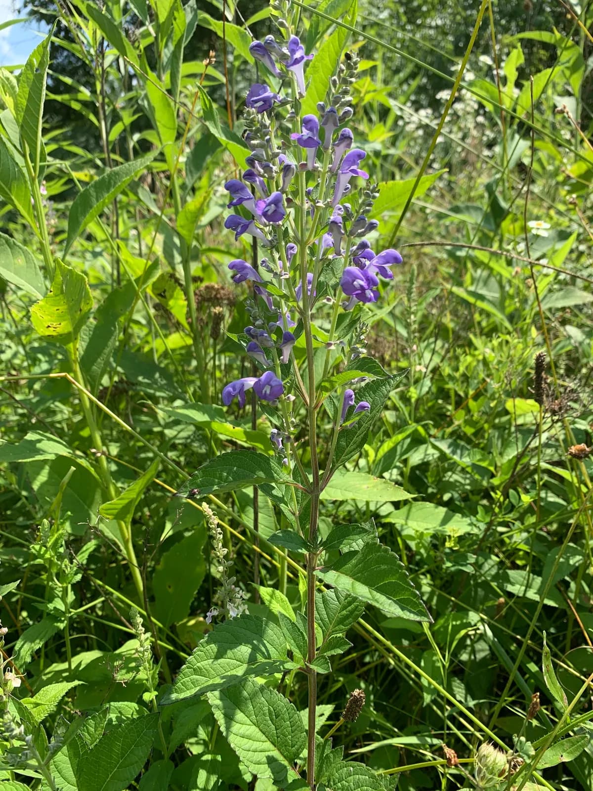 Hoary Skullcap (Scutellaria incana)