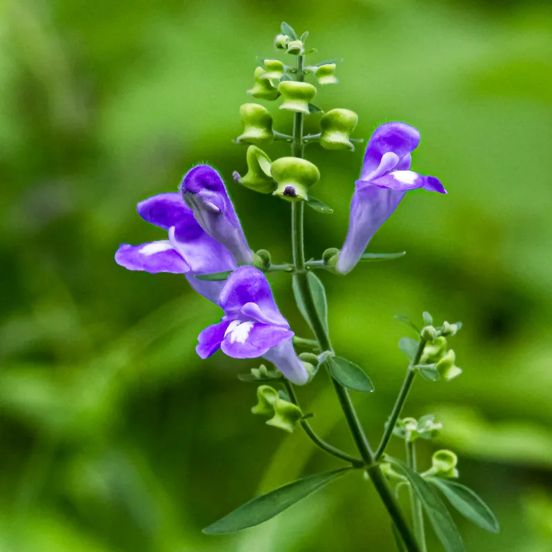 Helmet Flower (Scutellaria integrifolia)