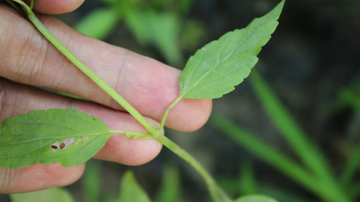 Scullcap (Scutellaria lateriflora)