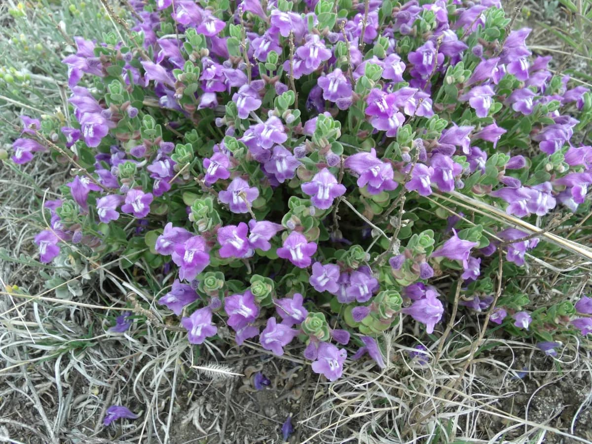 Prairie skullcap (Scutellaria resinosa)