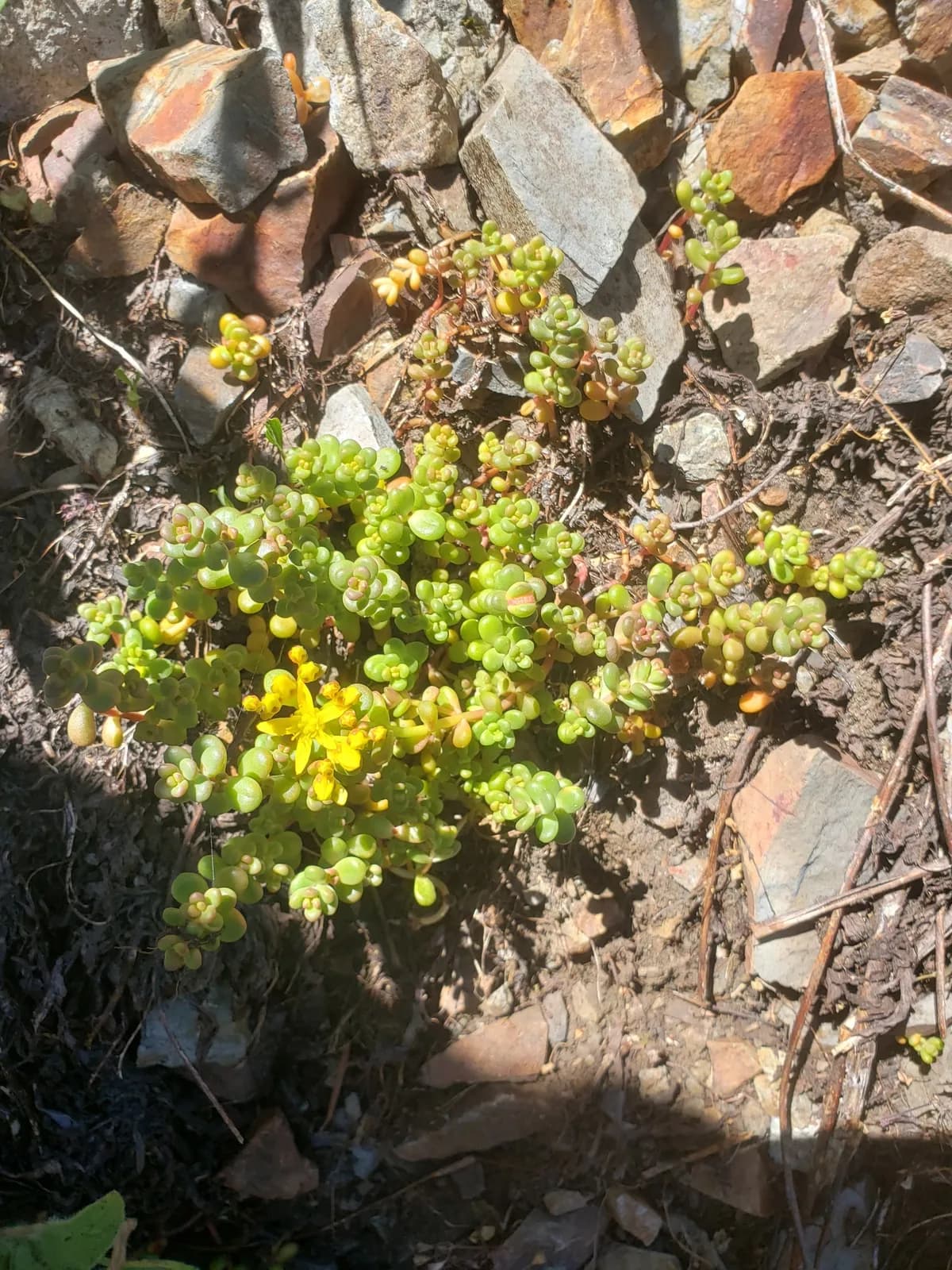 Pacific stonecrop (Sedum divergens)