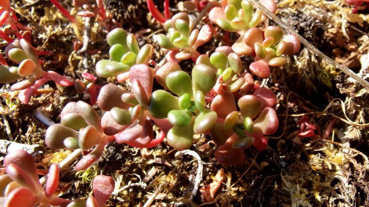 Oregon stonecrop (Sedum oreganum)