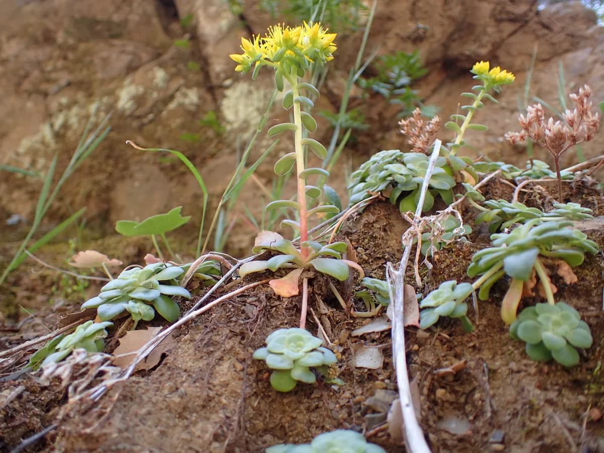 Broadleaf Stonecrop (Sedum spathulifolium)