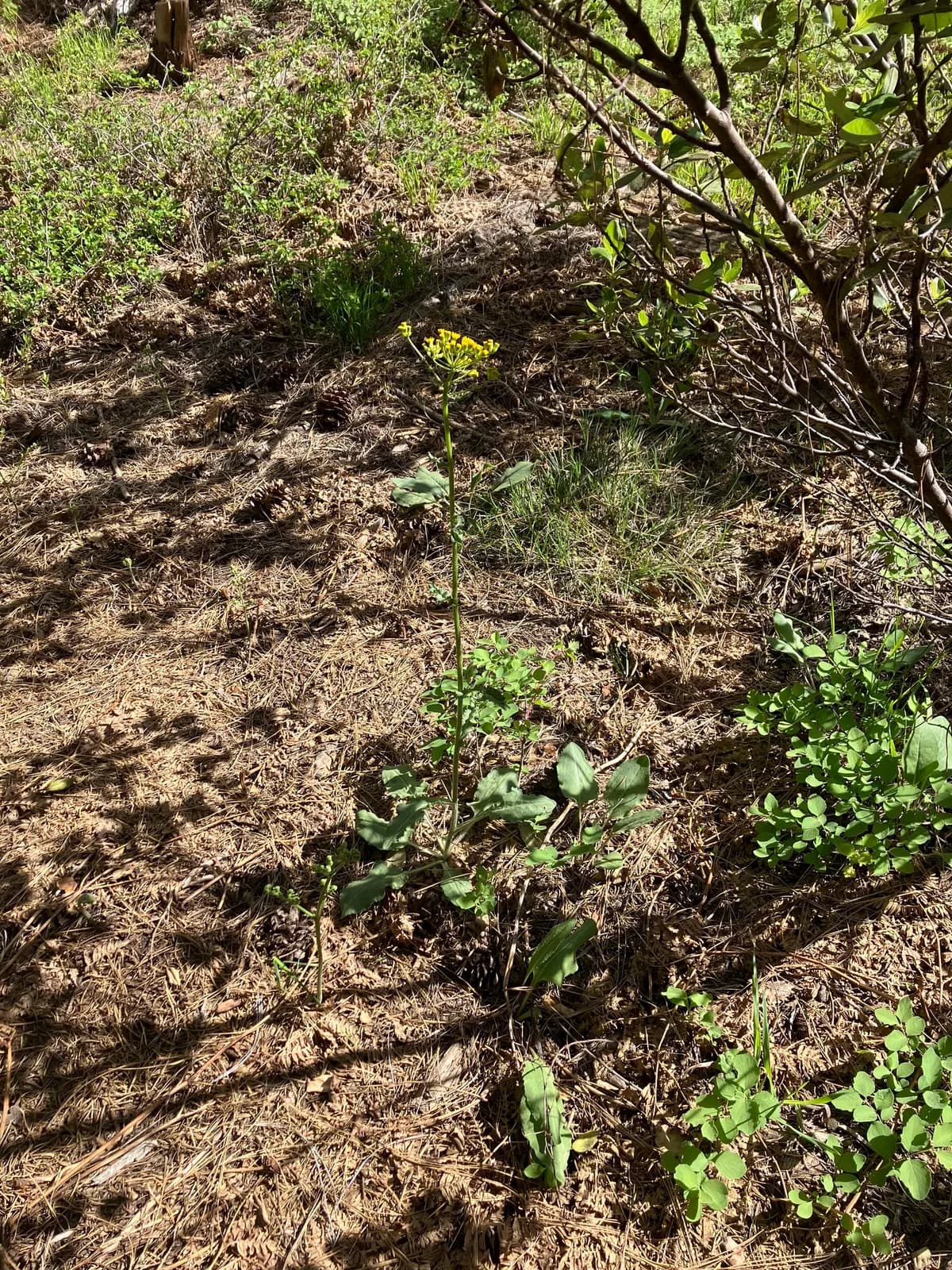 Rayless ragwort (Senecio aronicoides)