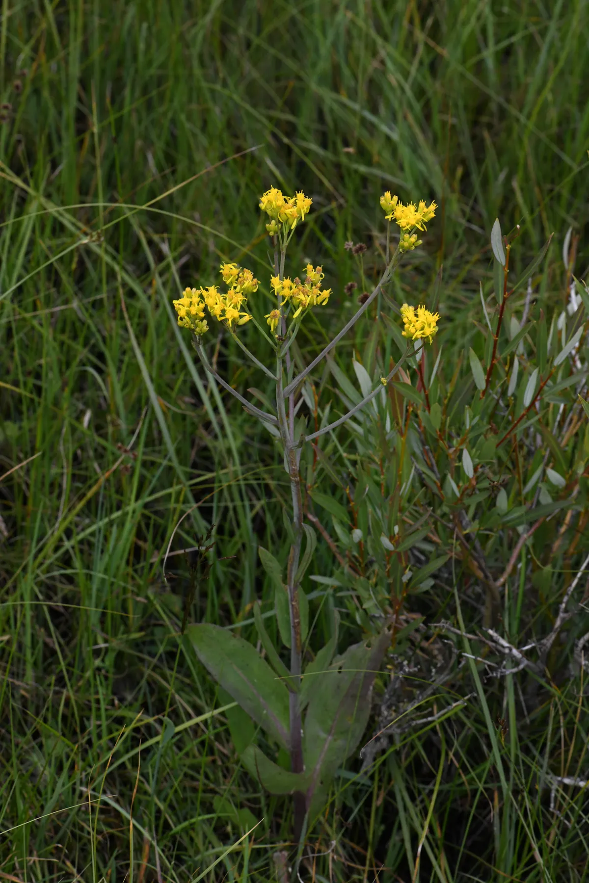 Water ragwort (Senecio hydrophilus)
