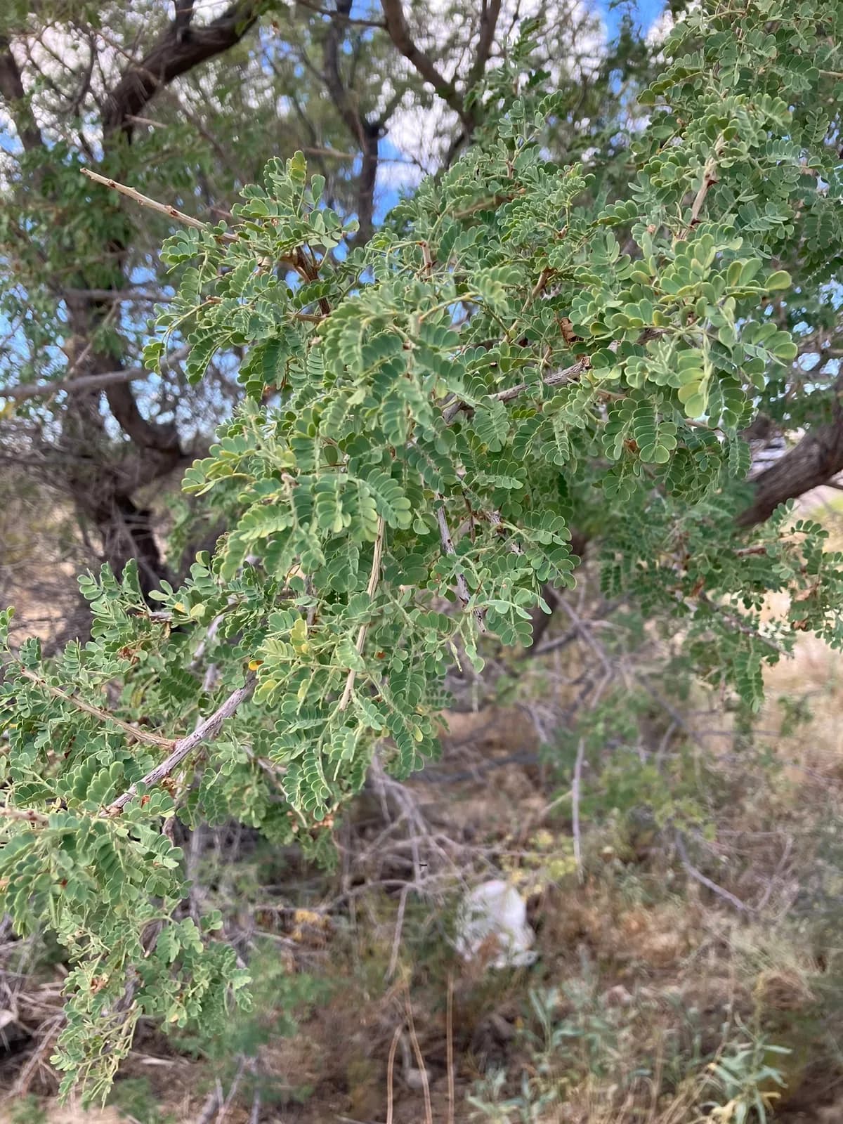 Gregg Catclaw Acacia (Senegalia greggii)