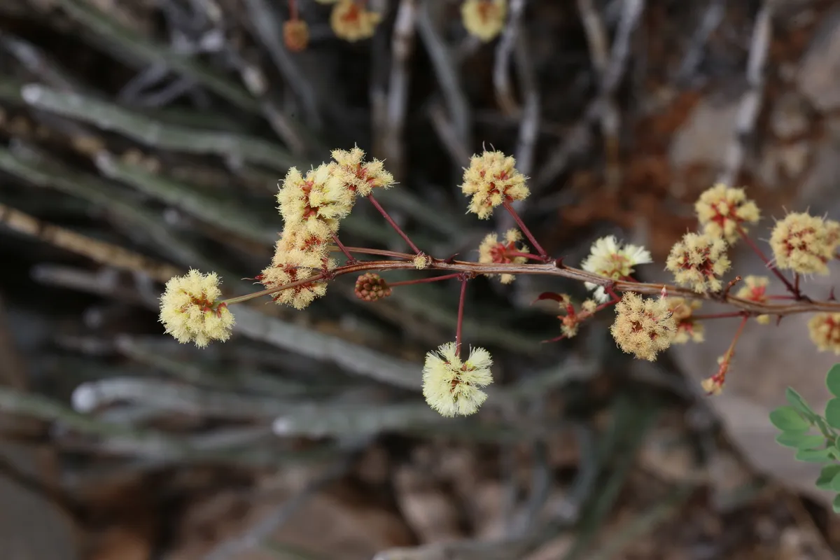 Catclaw Acacia (Senegalia roemeriana)