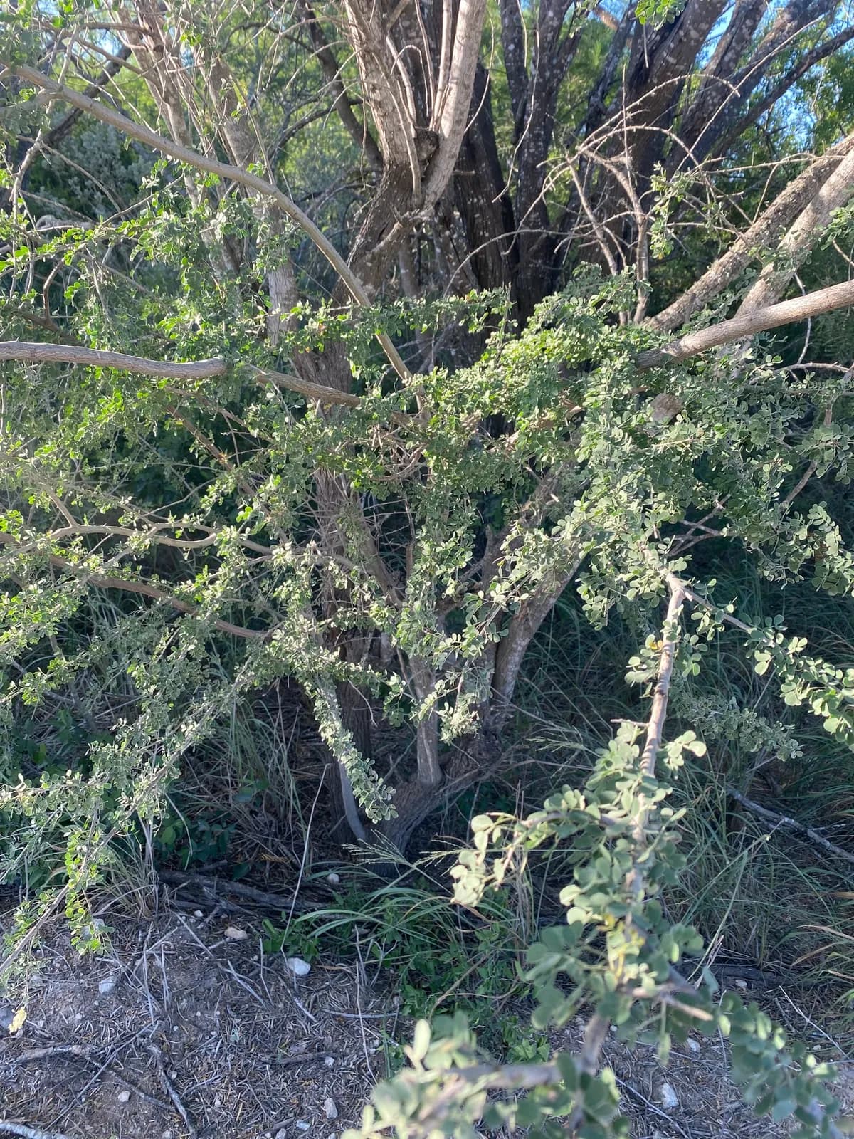 Wright acacia (Senegalia wrightii)