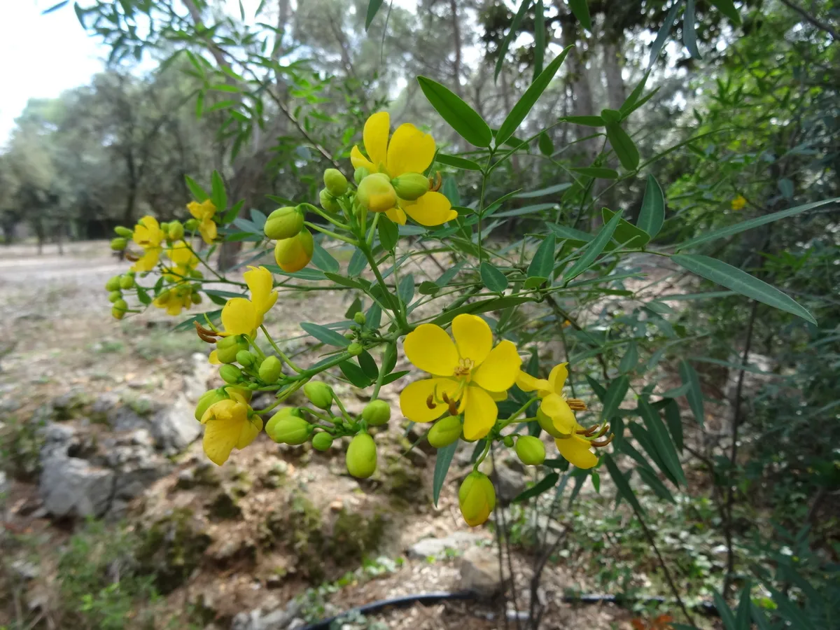 Argentine senna (Senna corymbosa)