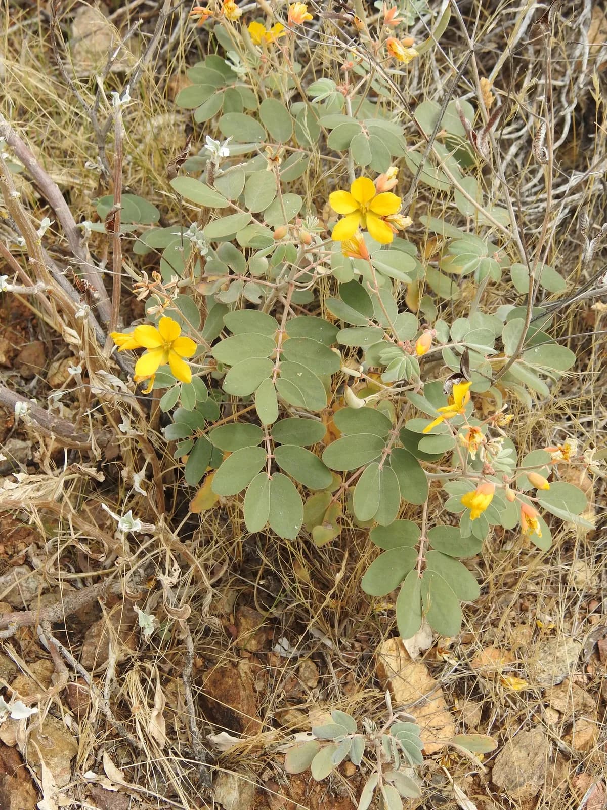 Coves' cassia (Senna covesii)
