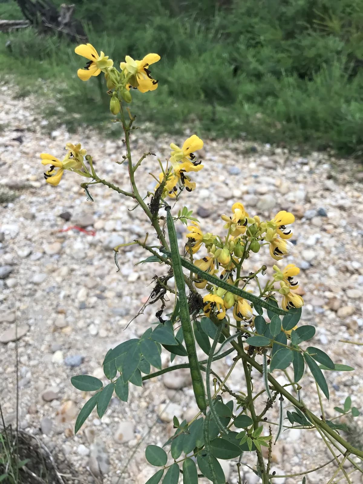American Senna (Senna hebecarpa)