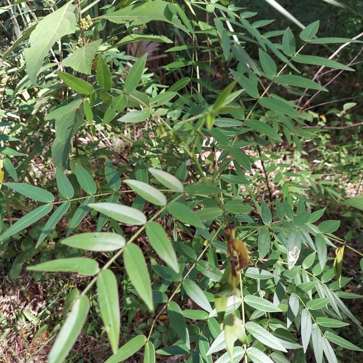 Privet cassia (Senna ligustrina)