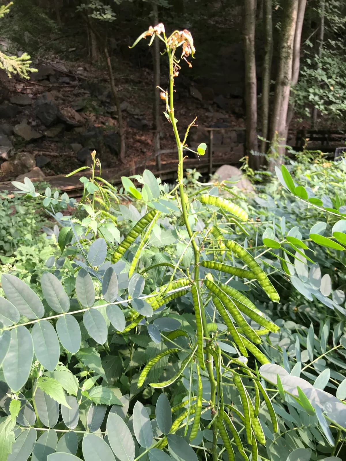 American Senna (Senna marilandica)