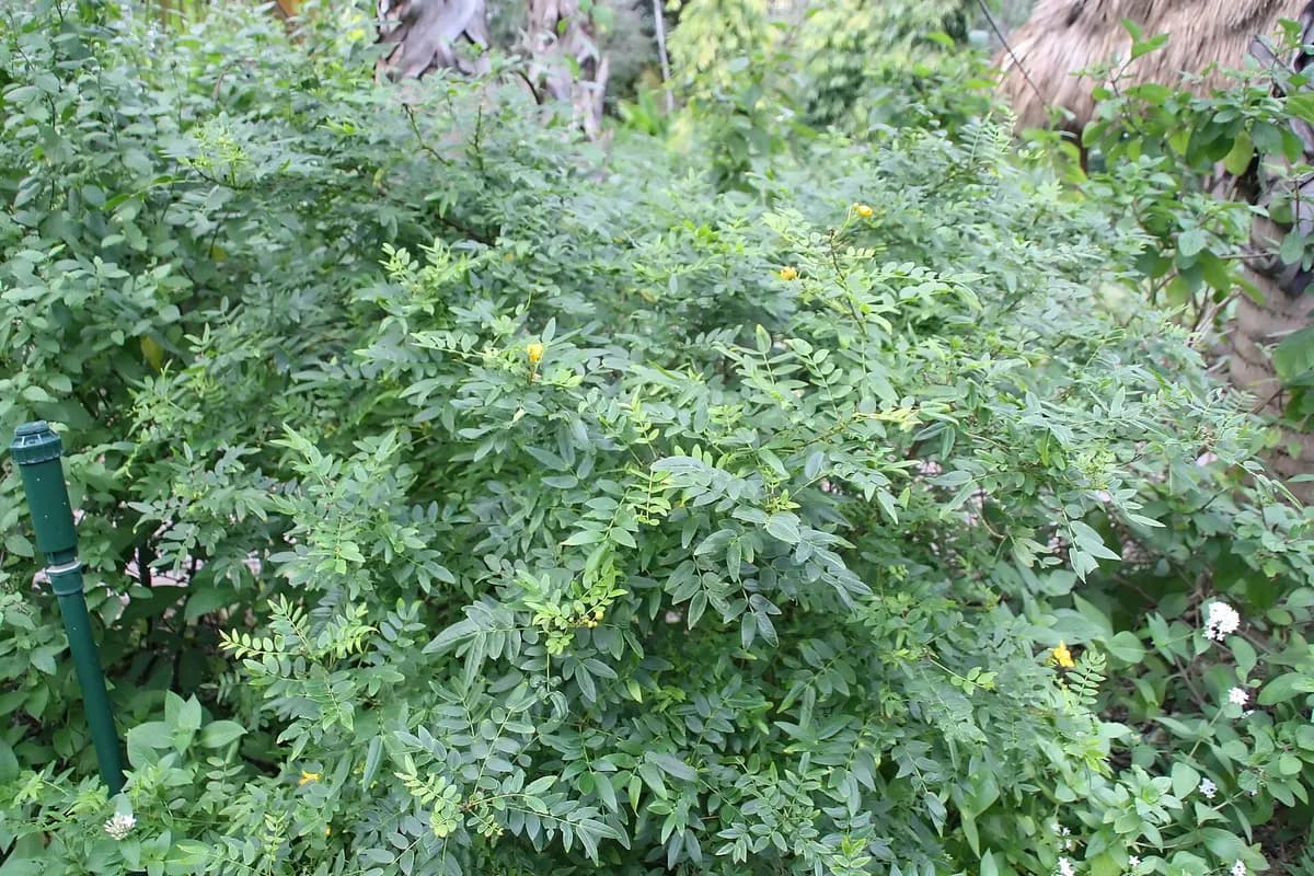 Bahama cassia (Senna mexicana)