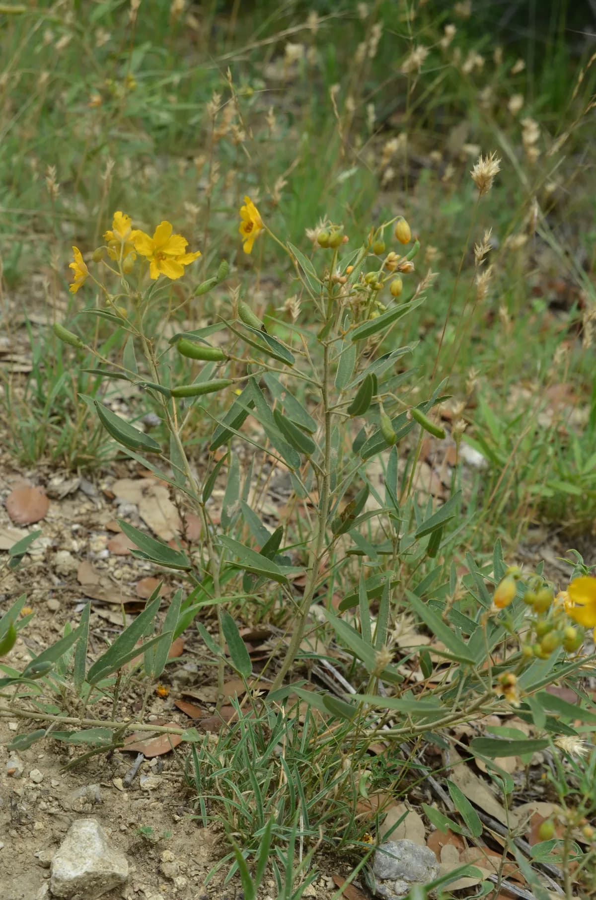 Two Leaved Senna (Senna roemeriana)