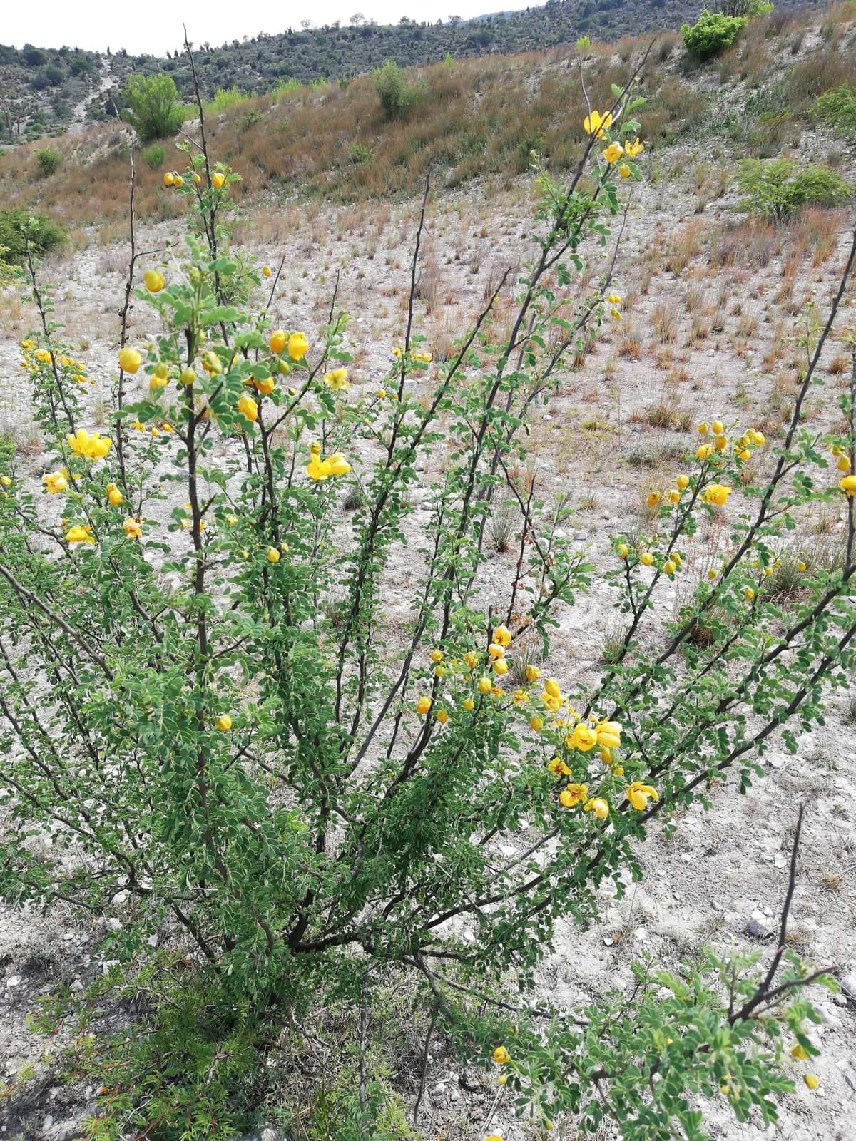 Canyon Senna (Senna wislizeni)