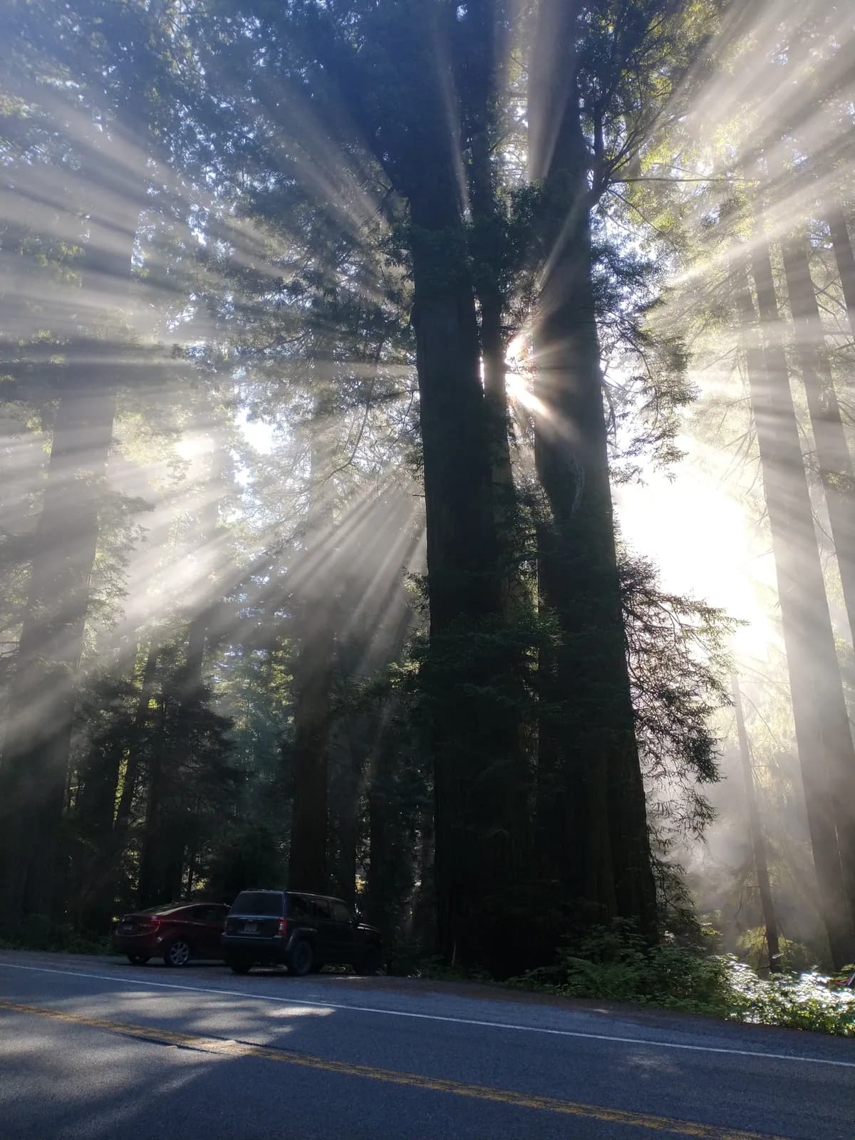 California redwood (Sequoia sempervirens)