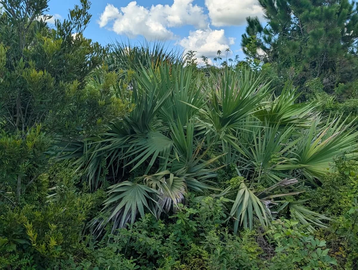 Saw Palmetto (Serenoa repens)