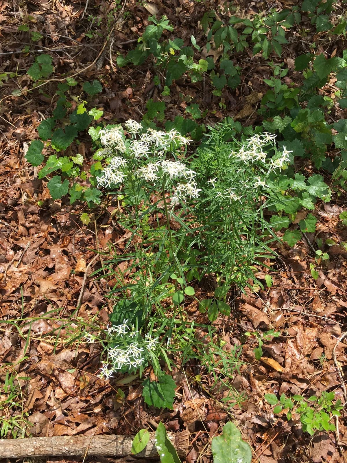 Narrow-Leaf Aster (Sericocarpus linifolius)
