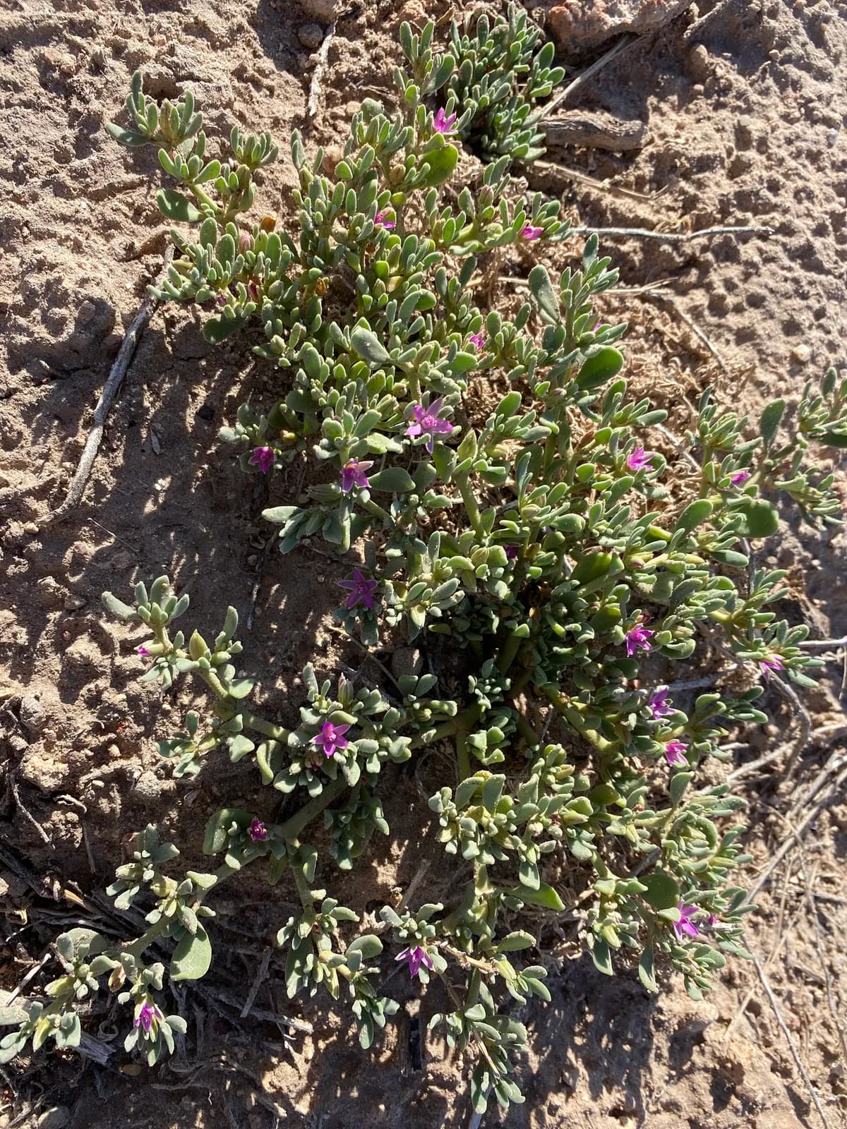 Western-purslane (Sesuvium verrucosum)