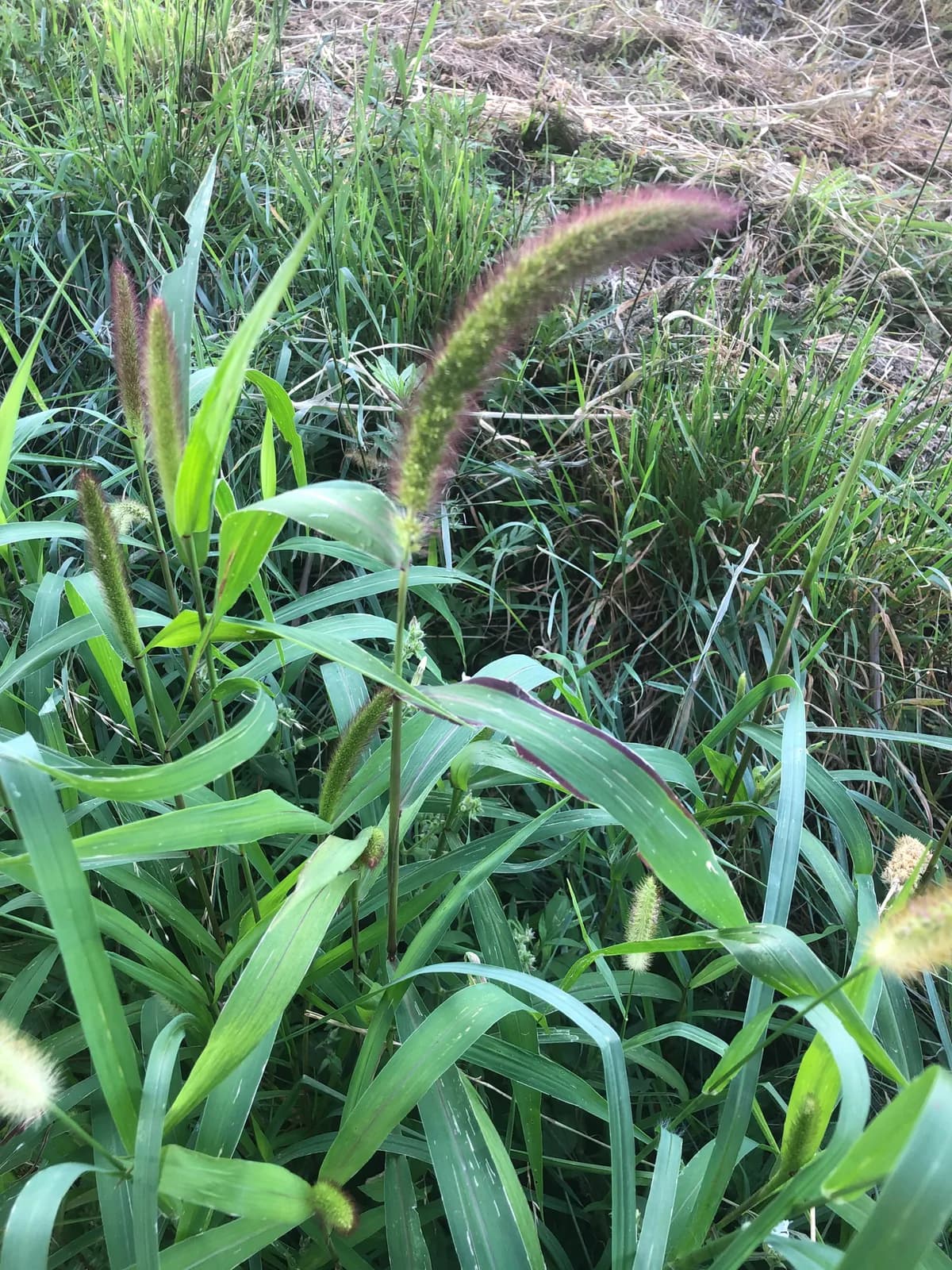 Foxtail Bristle-grass (Setaria italica)