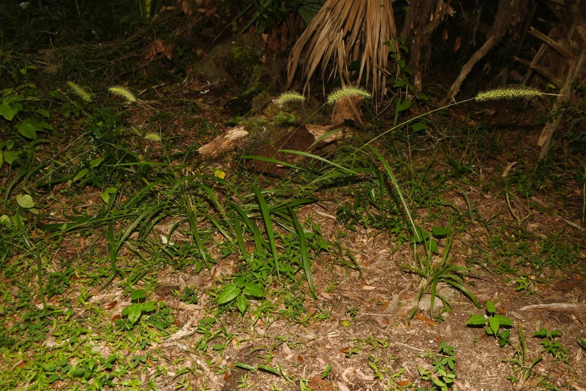 Coral bristlegrass (Setaria macrosperma)
