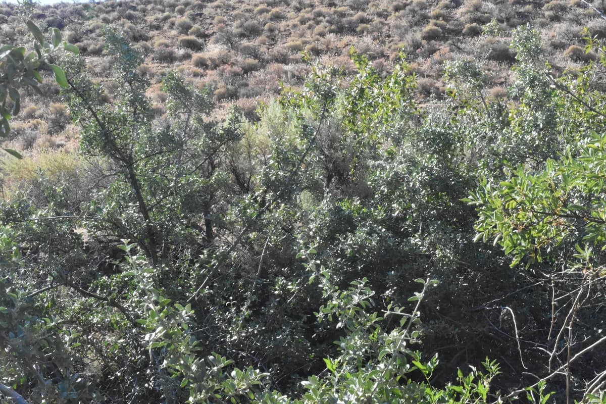 Buffalo-berry (Shepherdia argentea)
