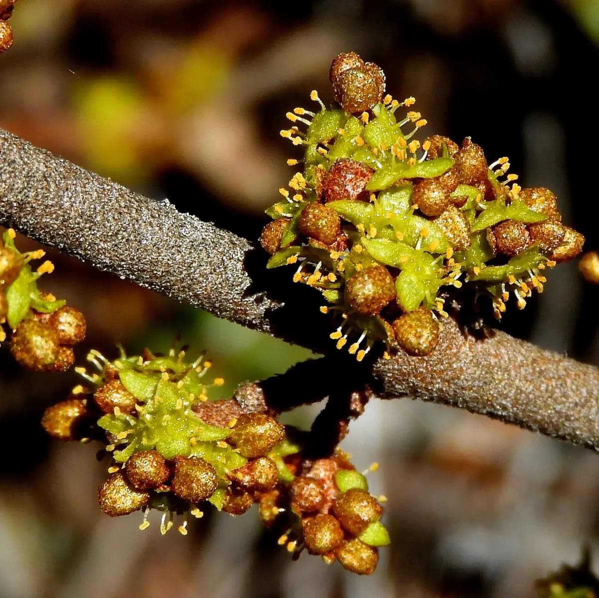 Canadian Buffalo-berry (Shepherdia canadensis)