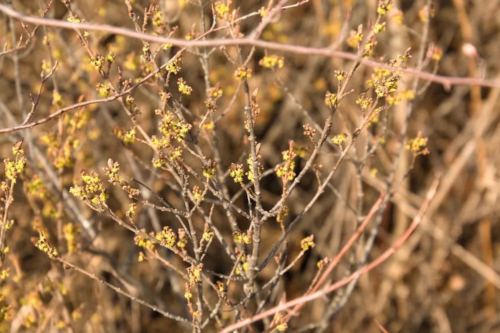 Canadian Buffalo-berry (Shepherdia canadensis)
