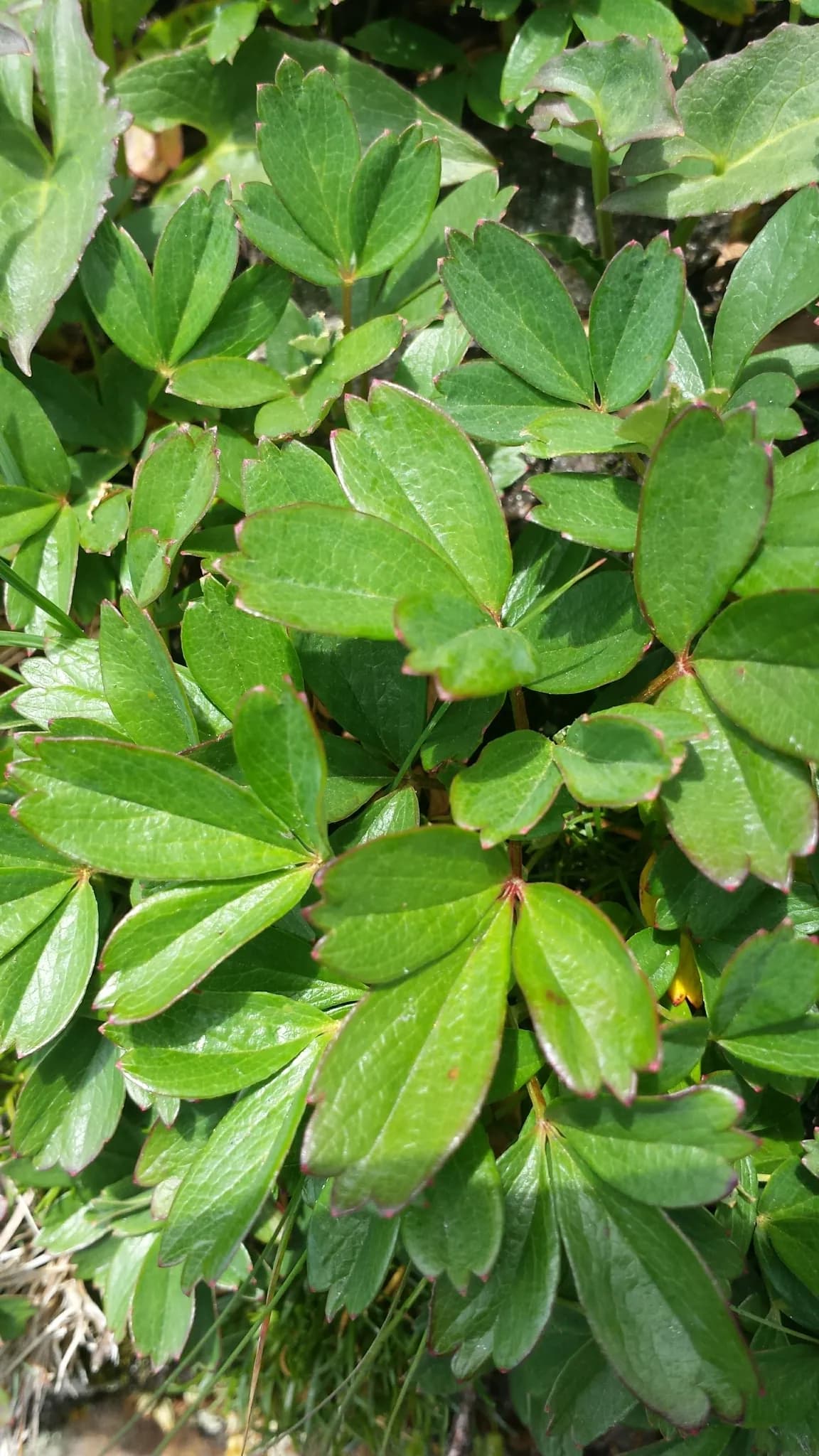 Three-toothed Cinquefoil (Sibbaldia tridentata)