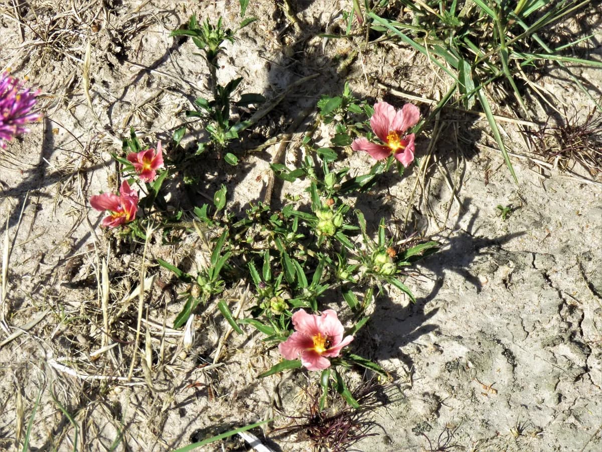 Bracted Fanpetals (Sida ciliaris)