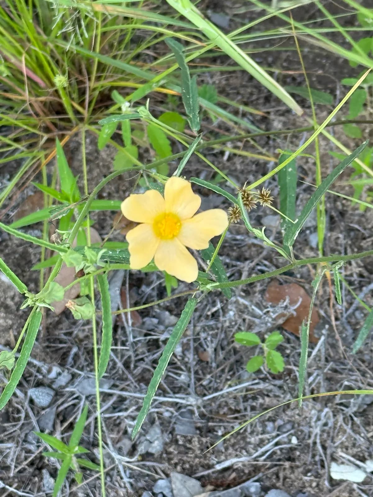 Showy Fanpetals (Sida lindheimeri)