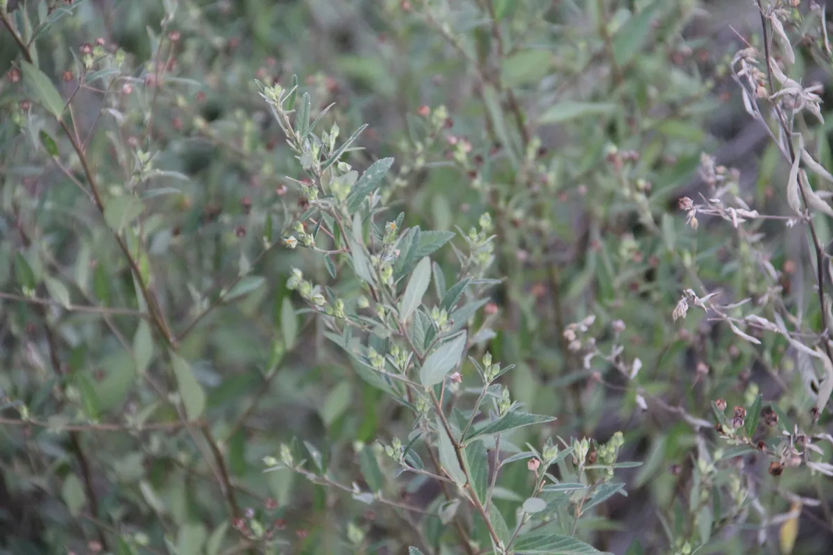 Arrowleaf Sida (Sida rhombifolia)