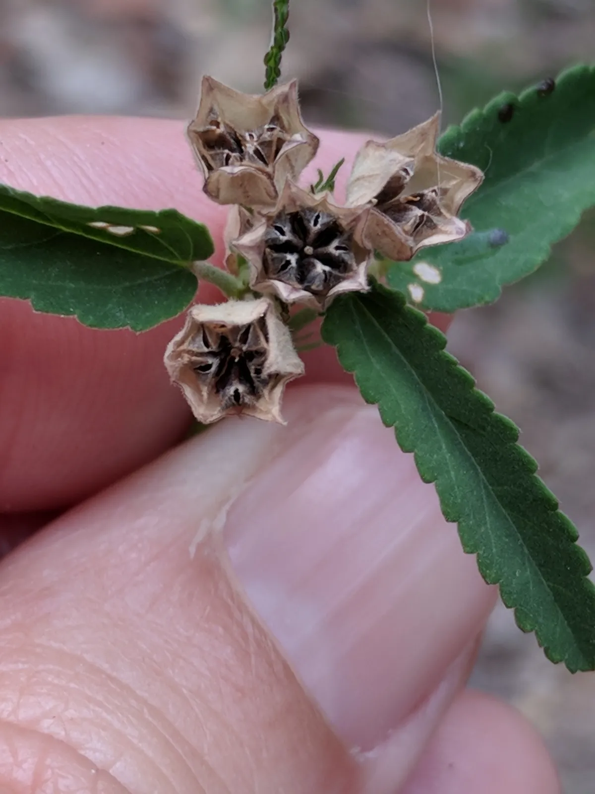 Spiny Sida (Sida spinosa)