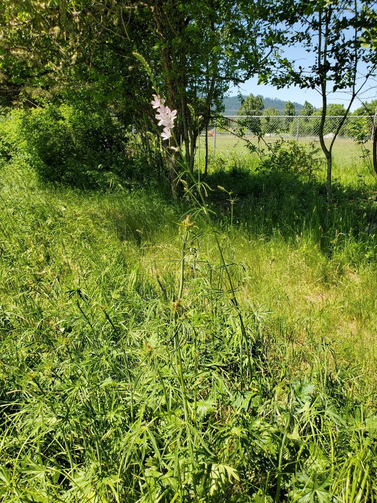 Meadow checkerbloom (Sidalcea campestris)