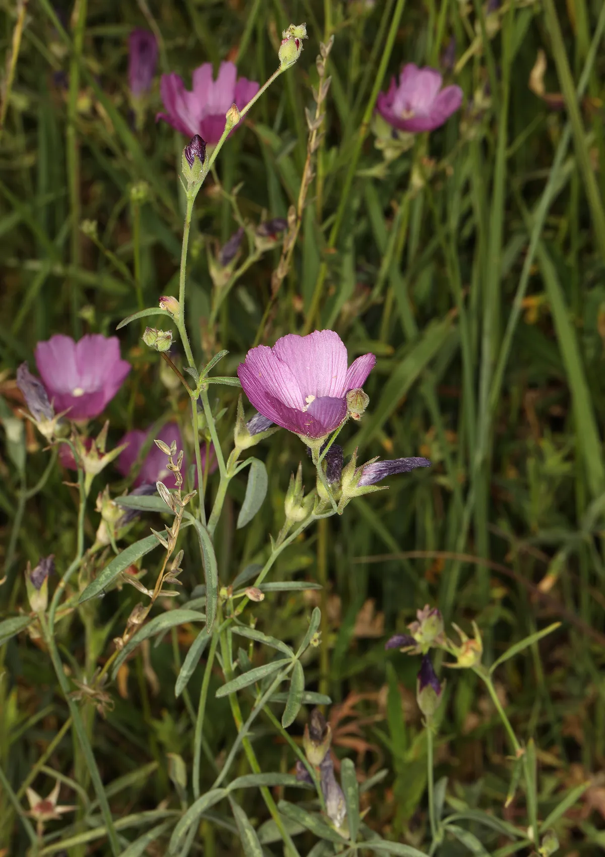 Waxy Checkerbloom (Sidalcea glaucescens)
